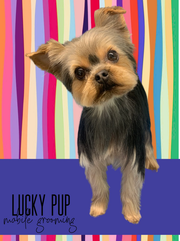 Lucky puppy best sale mobile grooming